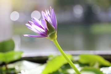Beautiful purple lotus with water drops and sunrise in the morning time beauty in nature background