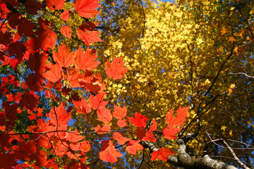 red and yellow maple leaves