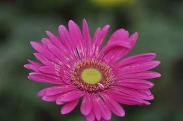 Obraz premium Winter flower pink & yellow 