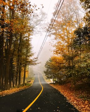 Road through an autumnal Treelined road on a foggy day, Connecticut, USA