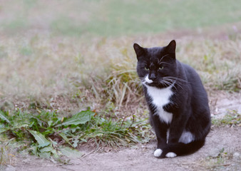 Stray male cat observing surroundings
