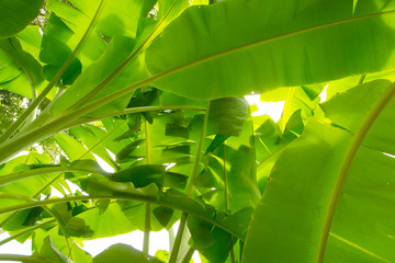 Banana leaf