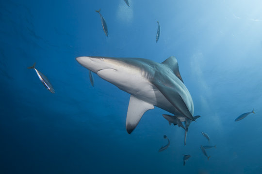 Blacktip shark swimming underwater, KwaZulu-Natal, South Africa