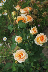 Beautiful rose bushes in the garden. Roses. Flowers.