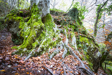 Fototapeta premium Mossy tree near creek of Urederra River