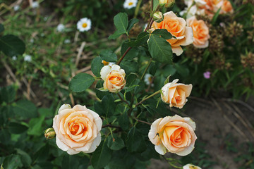 Beautiful rose bushes in the garden. Roses. Flowers.
