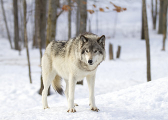 Naklejka premium Timber wolf or Grey Wolf (Canis lupus) standing in the winter snow in Canada