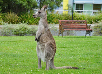 A wild grey kangaroo in Canberra, Australian Capital Territory