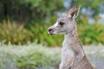 A wild grey kangaroo in Canberra, Australian Capital Territory