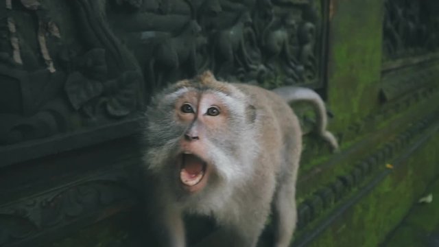 close-up of an aggressive rhesus monkey attacking the camera in slow motion