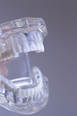 Dental teeth mouth model