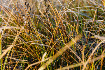 Grass covered with a hoarfrost on autumn