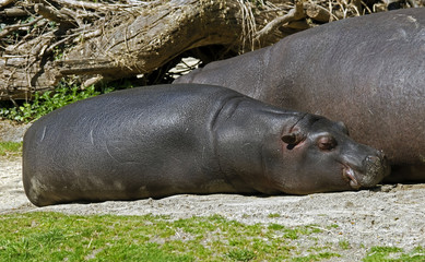 Young sleeping hippopotamus. Latin name - Hippopotamus amphibius