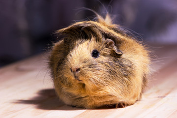 Cute guinea pig