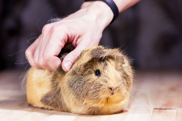 Cute guinea pig