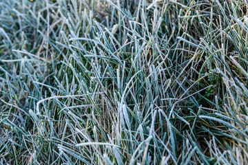 Grass covered with a hoarfrost on autumn