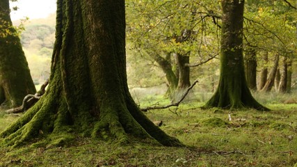 Fototapeta premium moss n trees