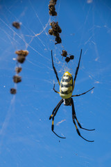 Golden orb silk weaver spider, Cape Verde