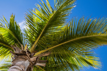 Low angle view of palm coconut tree against tropical blue skies