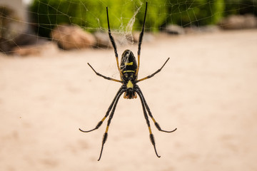 Golden orb silk weaver spider, Cape Verde