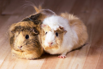 Fototapeta premium Cute guinea pigs