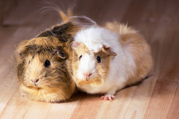 Cute guinea pigs