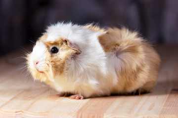 Cute guinea pig