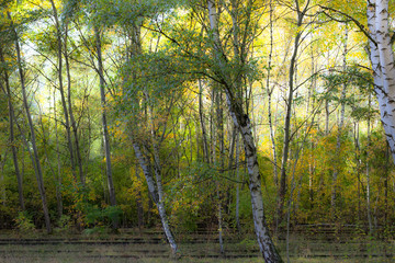 Obraz premium bright and sunny birch forest with old railway tracks