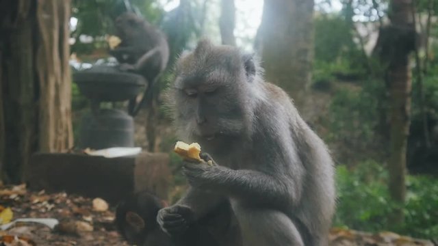 close-up of an aggressive rhesus monkey attacking the camera in slow motion