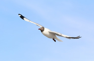 seagull flying in blue sky