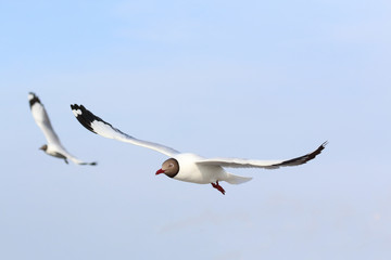 seagull flying in blue sky