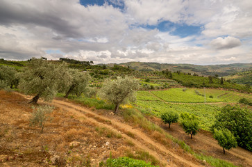 Fototapeta na wymiar Beautiful scenery of the Portuguese countryside. The valley of the river Duero. Portugal.
