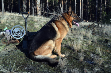 German shepherd dog with metal detector and shovel
