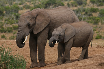 Fototapeta na wymiar Elephant und Baby beim trinken