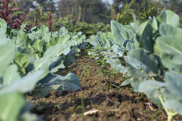 Cauliflower green leaves growing in field.