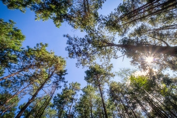 Forest of green pine trees with sunlight in the morning when looking up. Nature background © sirintra