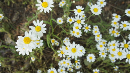  Flower Camomile