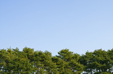 Obraz premium 木 素材