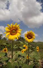 Obraz premium Yellow sunflowers look very beatiful