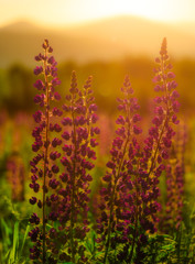 Lupine Sunrise