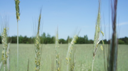 Fototapeta premium Wheat Plant