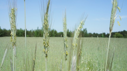 Fototapeta premium Wheat Plant