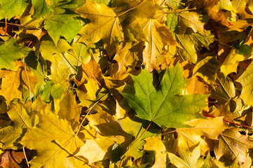 Autumn golden and green maple leaves on the ground
