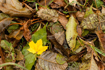 Wet yellow leave among other fallen leaves in autumn