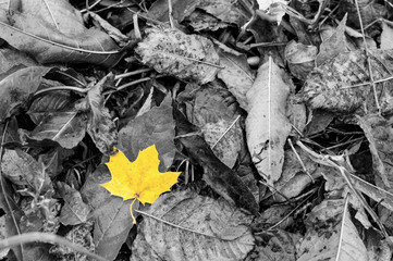Wet yellow leave among other grey leaves in autumn