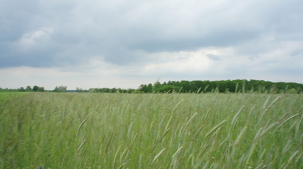 Wheat Plant