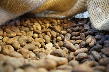 Cocoa Beans in a Jute Bag - Fèves de cacao dans un sac en jute