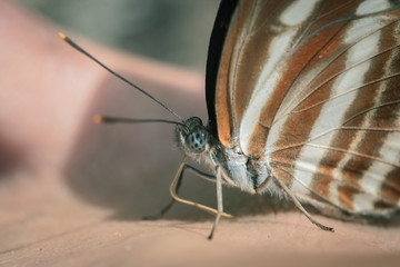 a detail of a butterfly on a hand