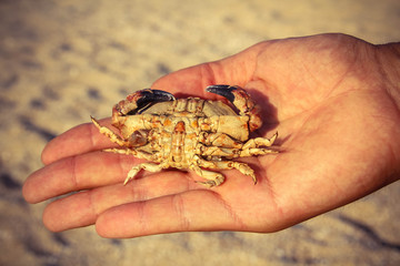  crab closeup on the hand