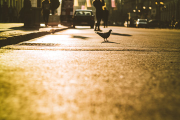 Street low angle with pigeons and people in the far background